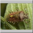 Dolycoris baccarum - Beerenwanze 06.jpg